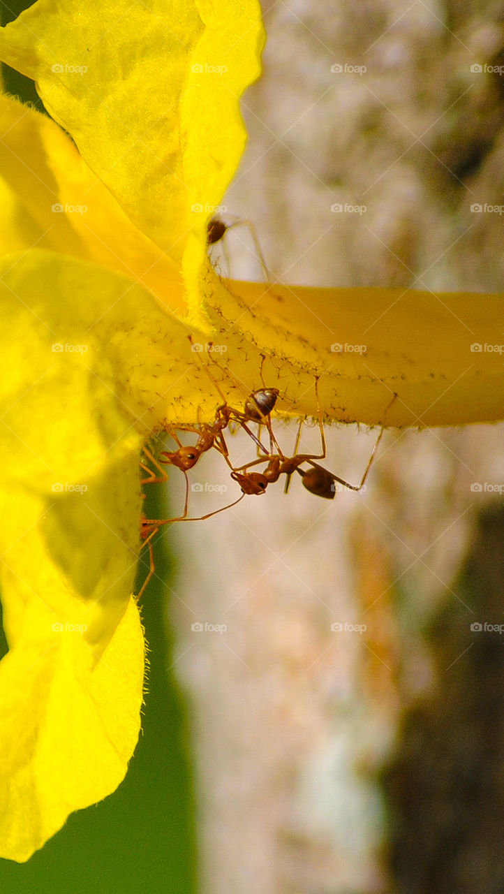 Fire Ants on a yellow flower 