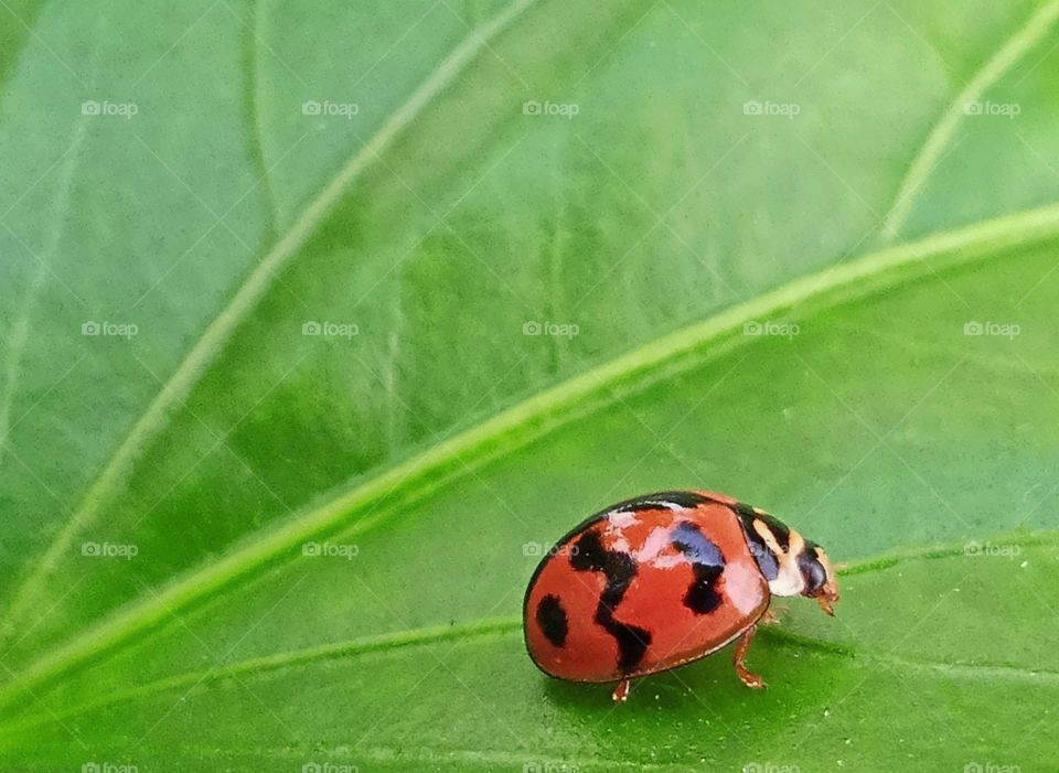 A ladybug walking on the leaf.