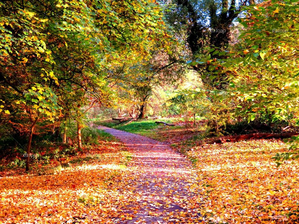 Bois de Boulogne, Lille, Northern France