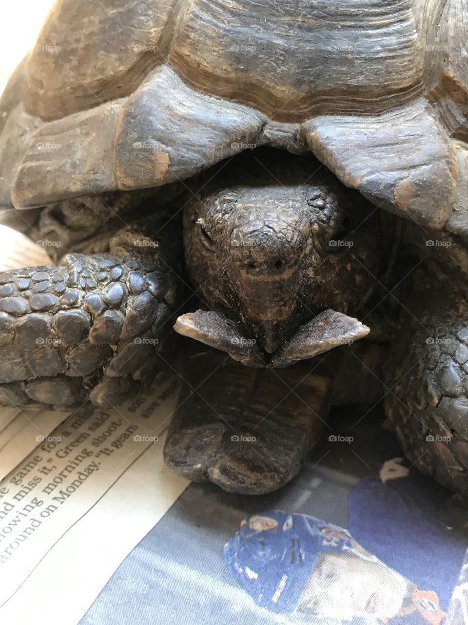 Speedy the tortoise. Headshot photo. 