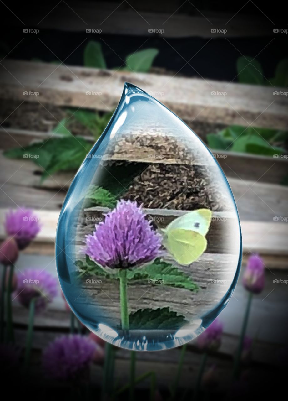 chives with a butterfly