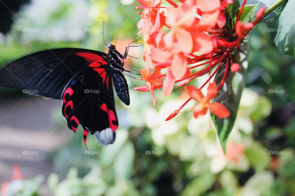 Gorgeous red and black butterfly sitting on peachy reddish flower sipping nectar! 