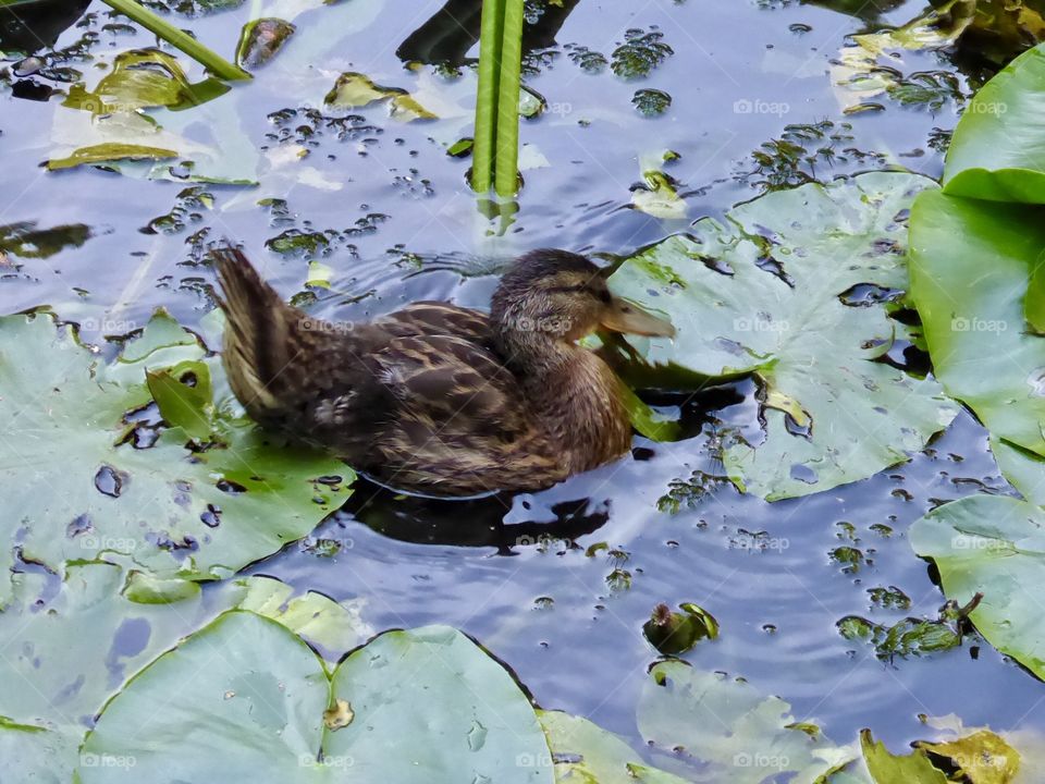 Little duck on a lake in the woods 