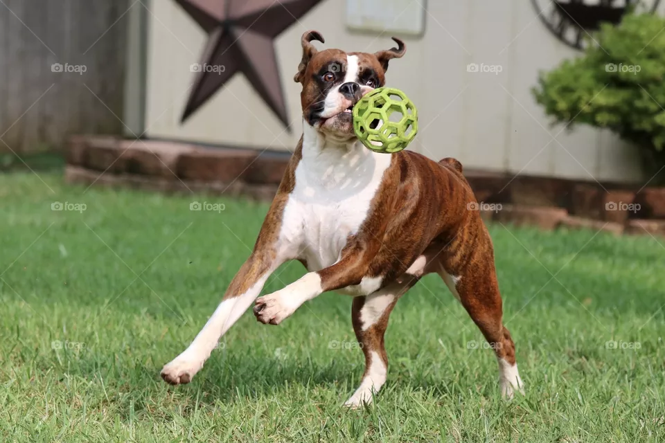 Boxer play 