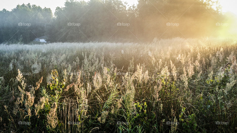 Sunlight on meadow