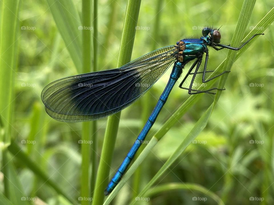 A damsel fly on a leaf