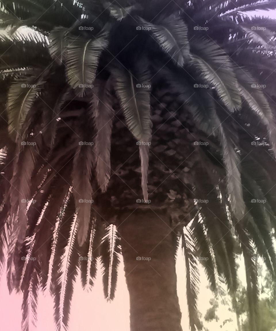 Backlit Palm Tree  (sharp & tint)