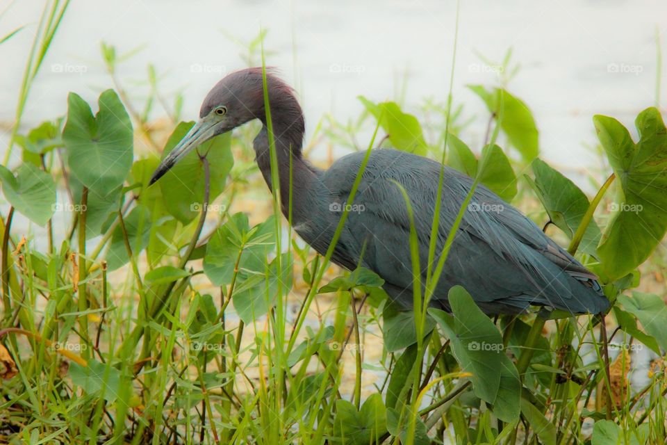 Heron. Lake Apopka, FL Wildlife Drive