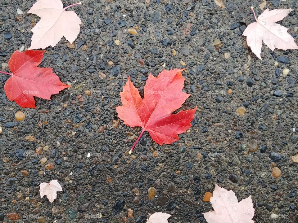 Maple Leaf on Wet Pavement in Portland, Oregon