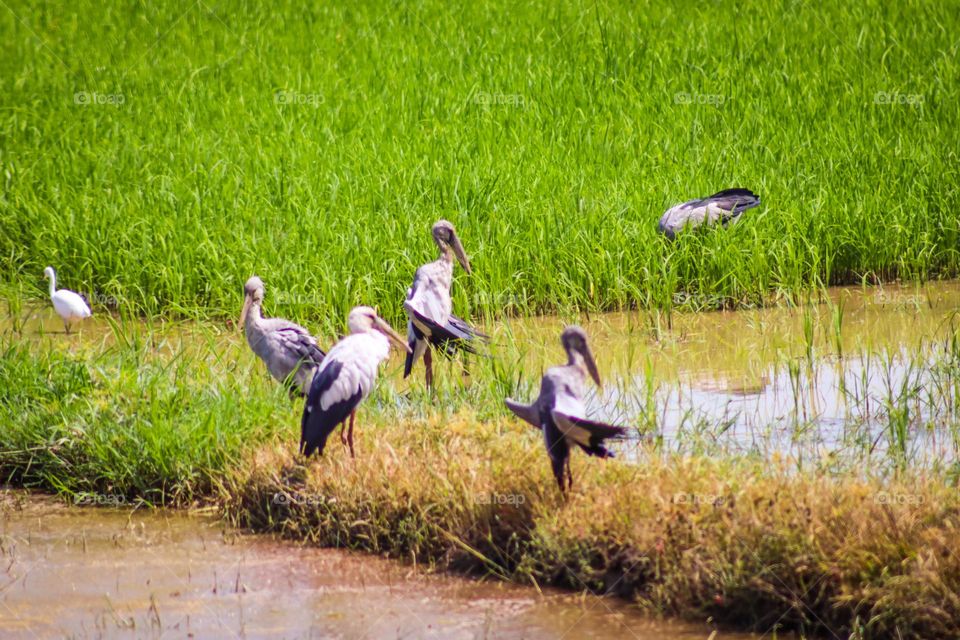 Several storks standing and opening their wings towards the sun in paddy field