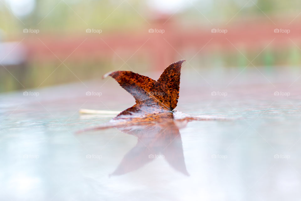 Fallen leaf with reflection