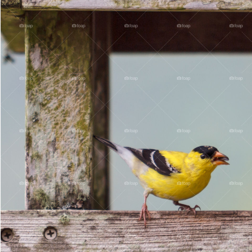 Gold Finch in Tennessee. Gold Finch