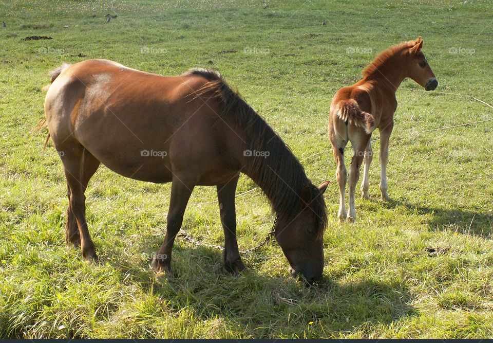 horse and foal in a field