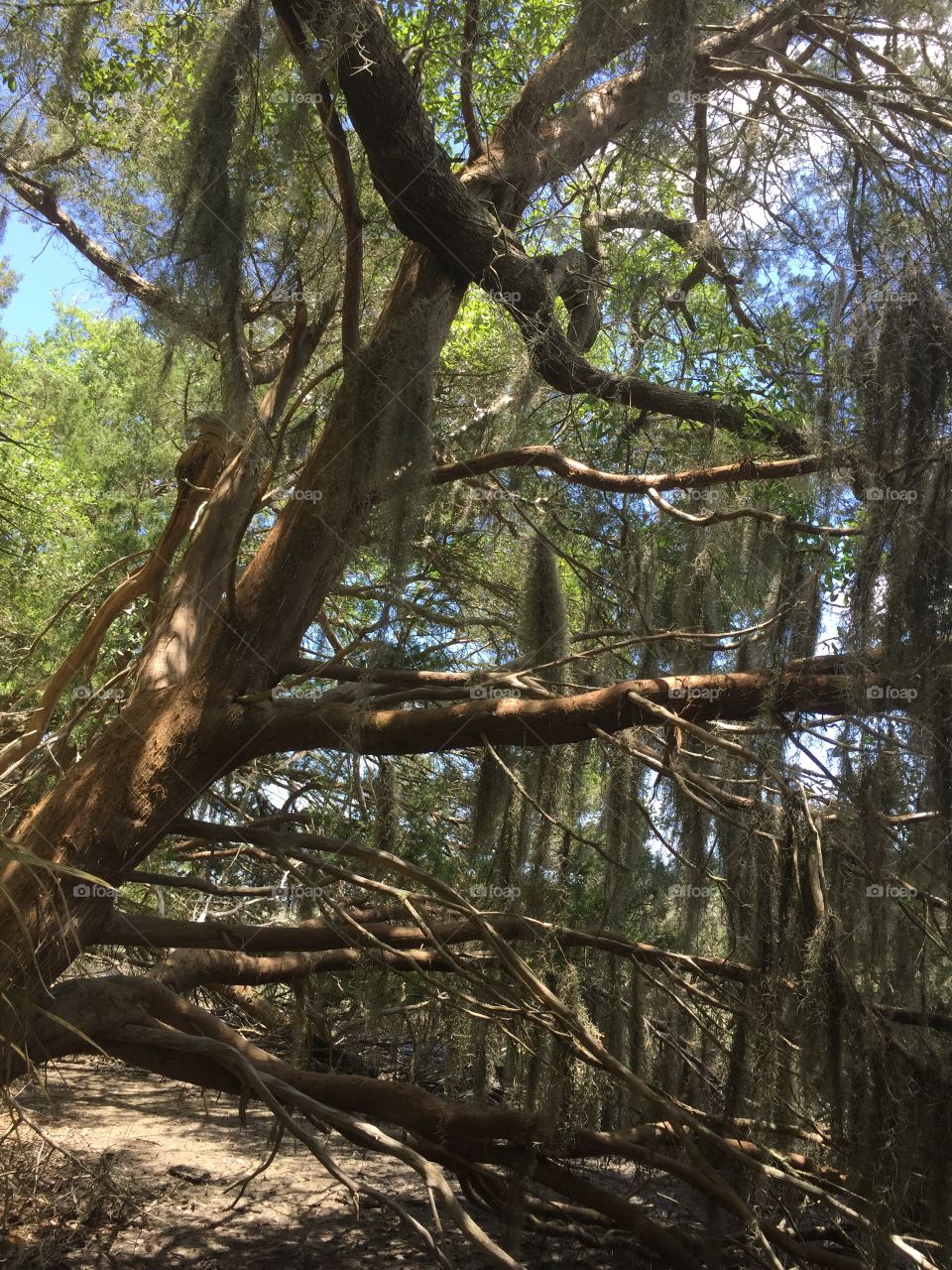 Spanish moss drapes trees at Wormsloe state historic park near Savannah Georgia.