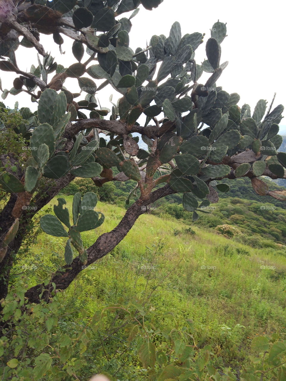 nopal in the field