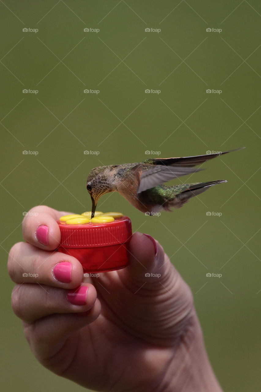 hand feeding hummingbird