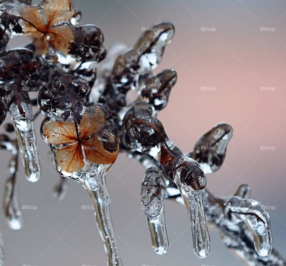 Природа Севера