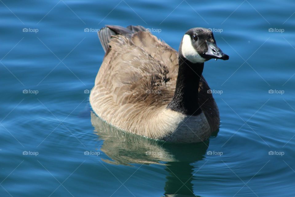 Canadian Goose in the Water