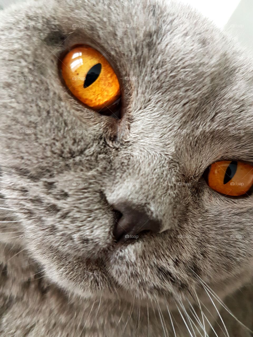 british shorthair grey cat sweet fluffy