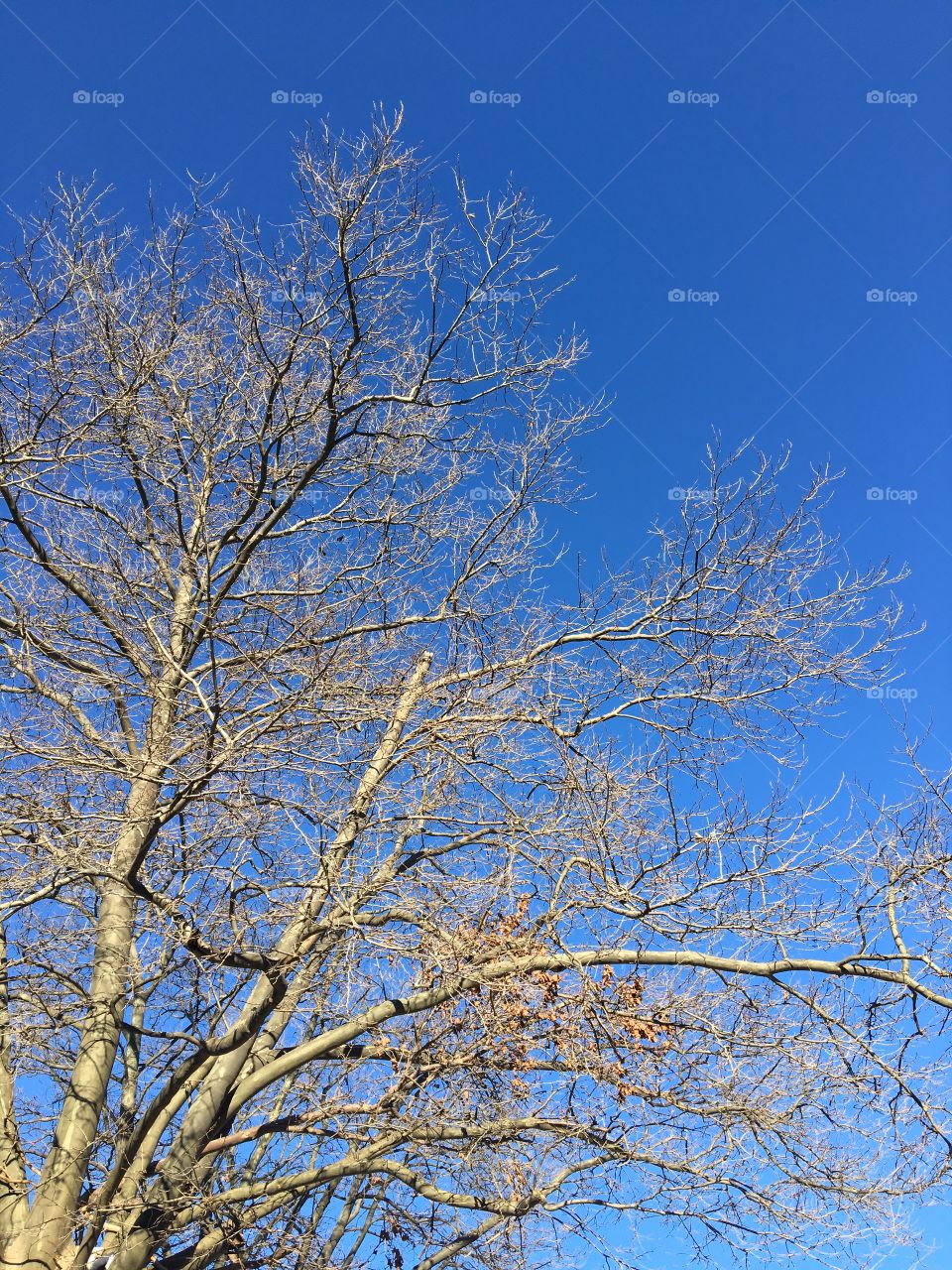 Tree against bright blue sky
