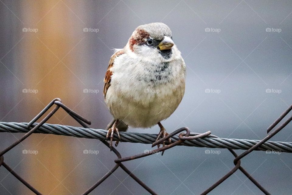 A sparrow on a wire fence