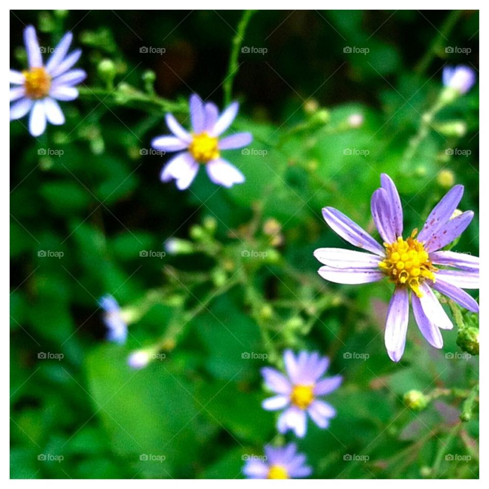 Wildflower Beauty