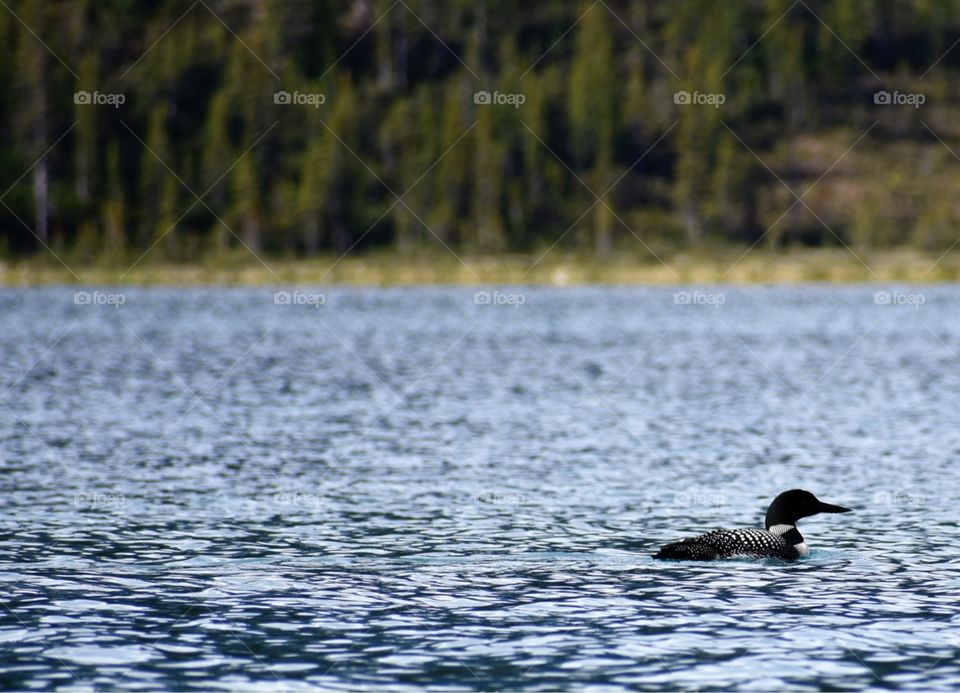 Canada’s first established National Park, Banff National Park is home to a variety of wildlife, including this stunning iconic loon. 