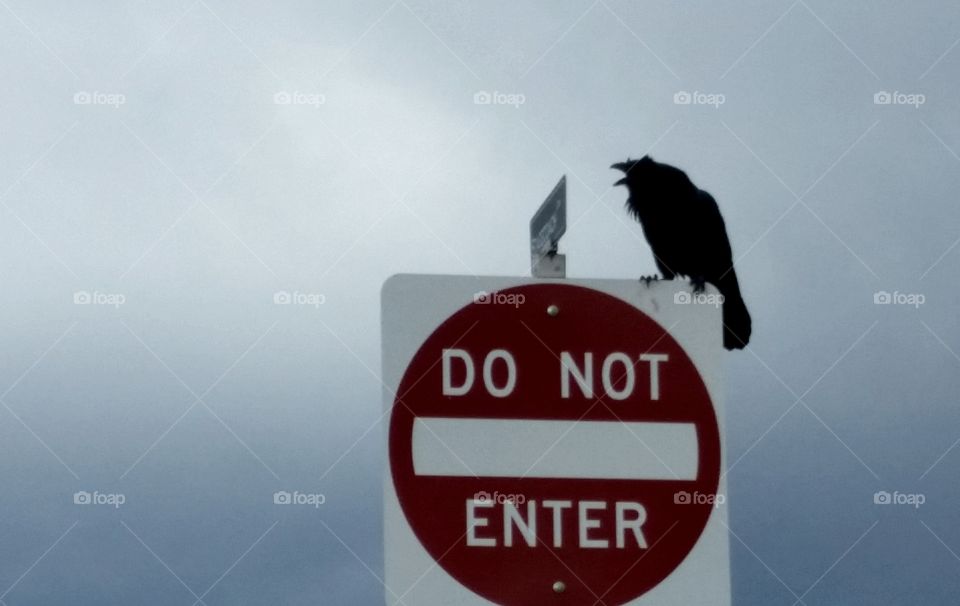 a raven sits atop a do not enter sign