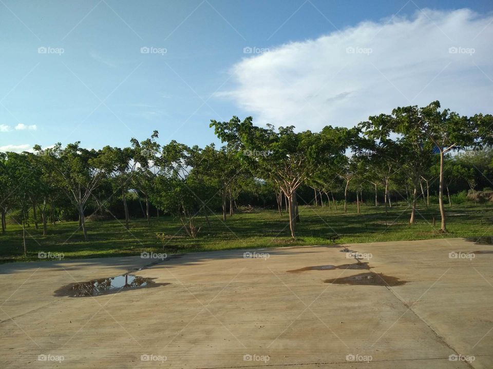 The beauty of the tree