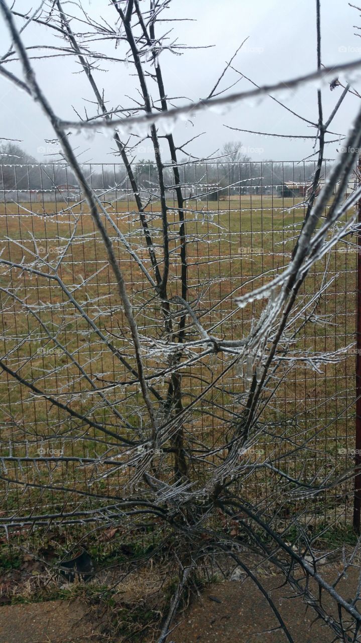 Icestorm and the thickness on the fence and tree