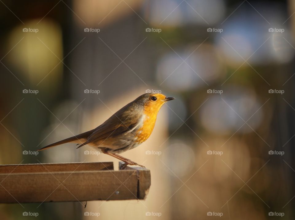 European robin