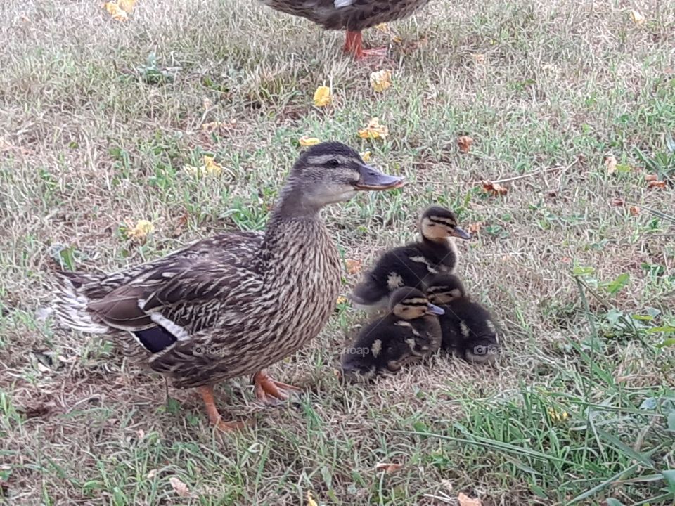 duck and little ducks in the garden