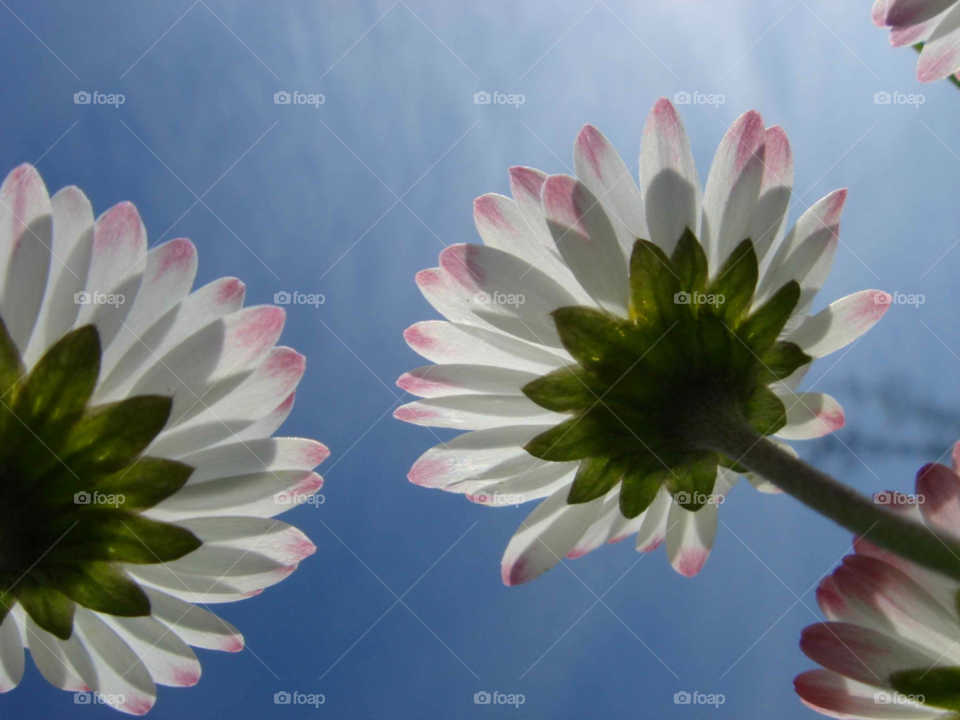 sky spring garden light by Bea