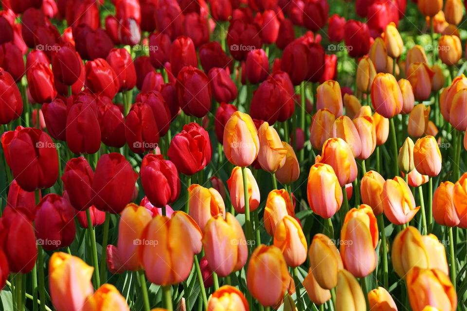 Tulip field