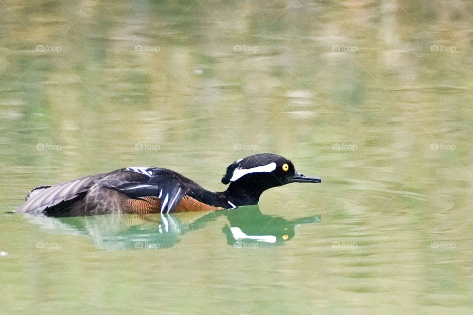 hooded merganser