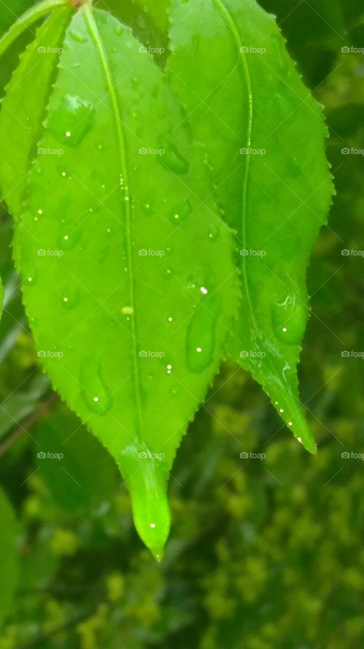 rainy leaf