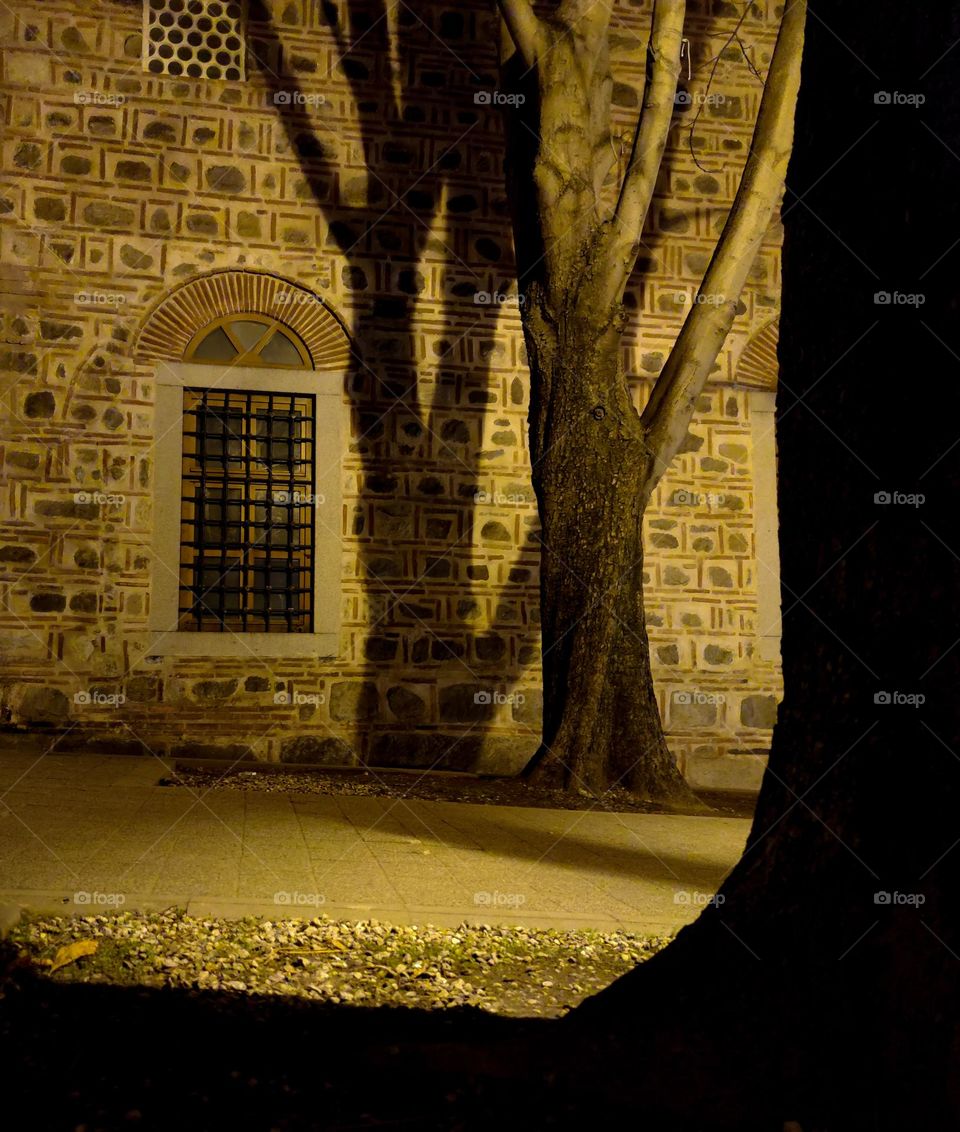 Night tree shadow