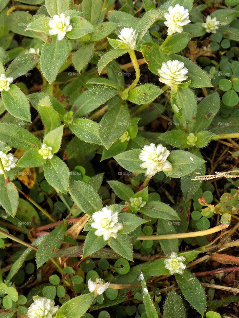 Roadside wild plants