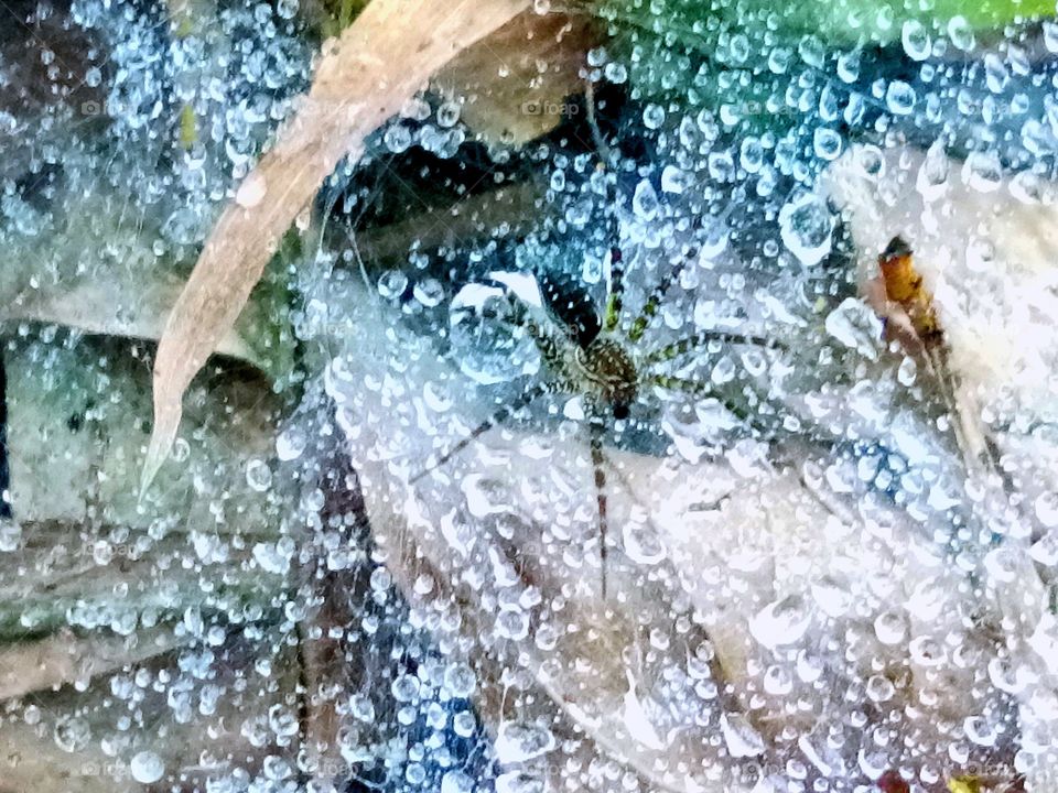 spider on water net...