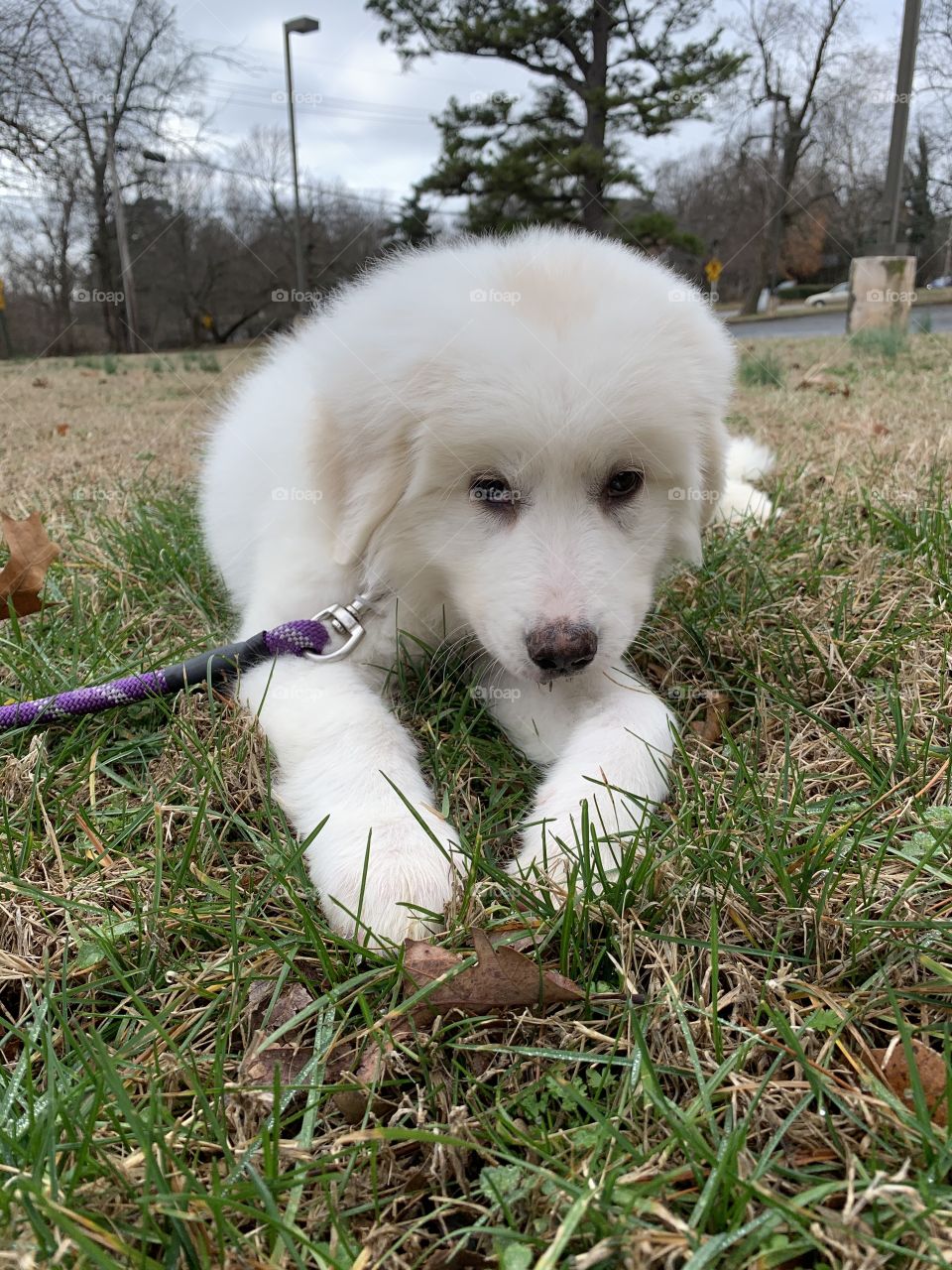 Cute Pyrenees puppy in the grass 