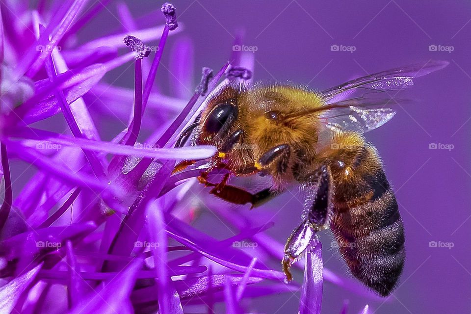 A bee at the purple flower