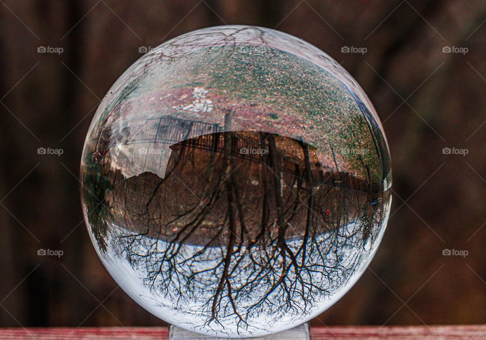 winter trees with lense ball
