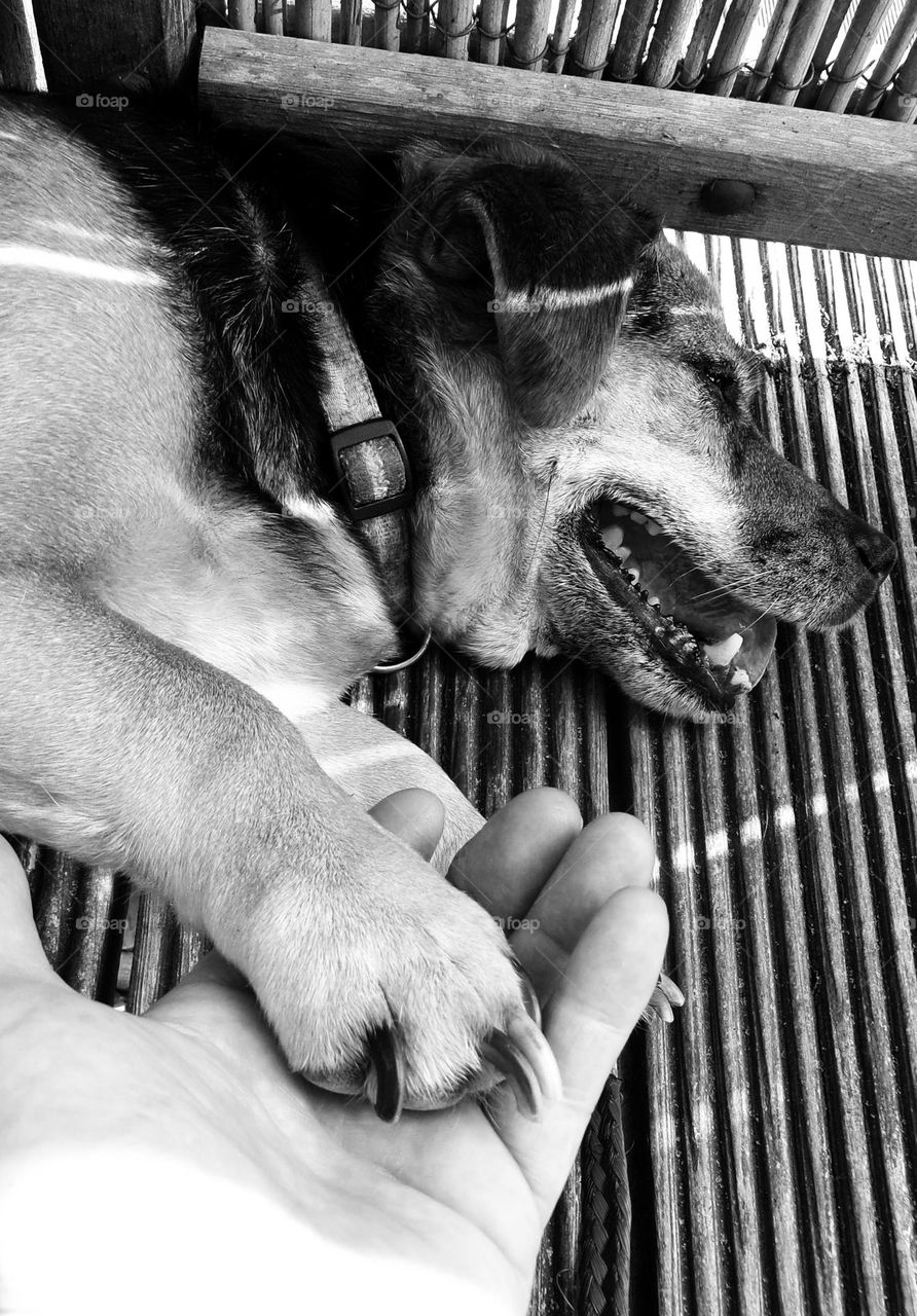 Abschied von meinem besten Freund