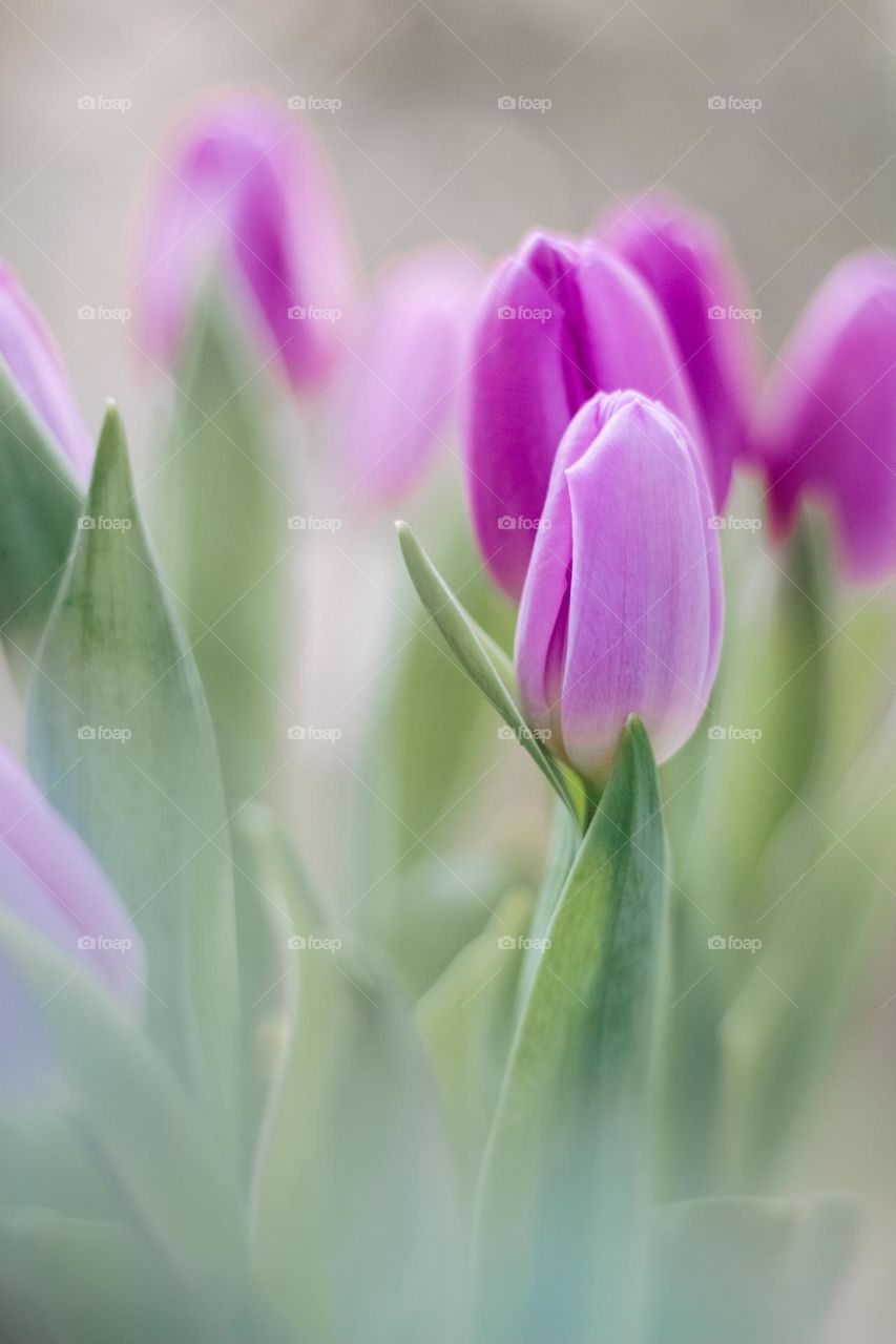 Unpicked Soft lilac pink tulips growing in a cluster in Spring, selective blurred focus, dreamy ethereal romantic, suitable for background, Easter, springtime, seasons, conceptual with emotion, promise, love, romance, newness, hope, spa-like