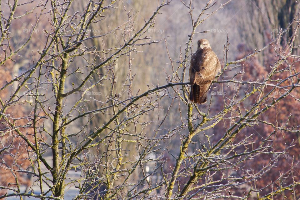 Red kite perching on the tree branch