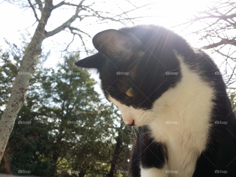 A black and white cat looking down towards the ground in winter with a sunburst behind him