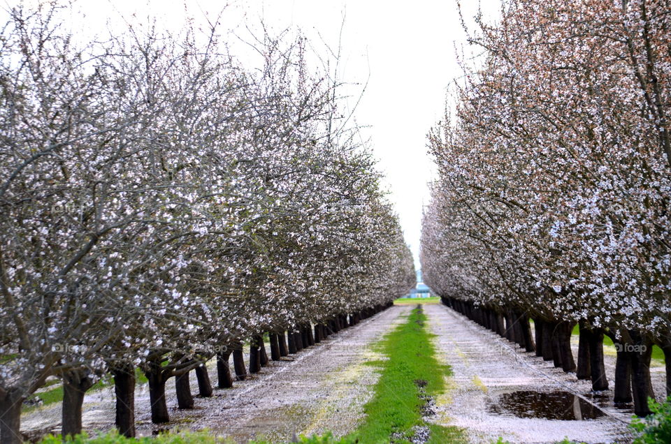 Spring orchard