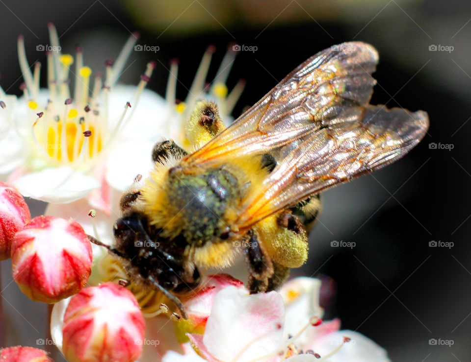 Extreme close up of a bee on flower