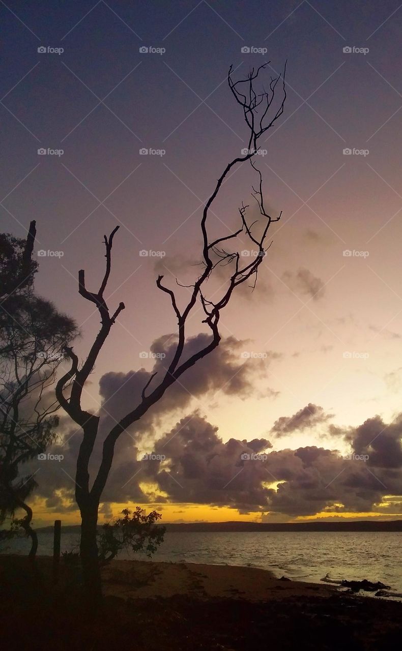 Tree at Sunset