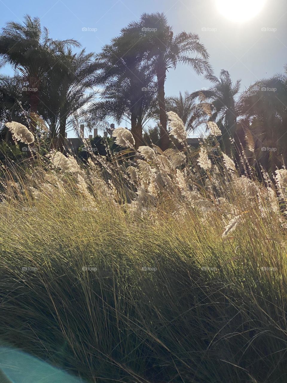 The sun spread its rays on the plants 